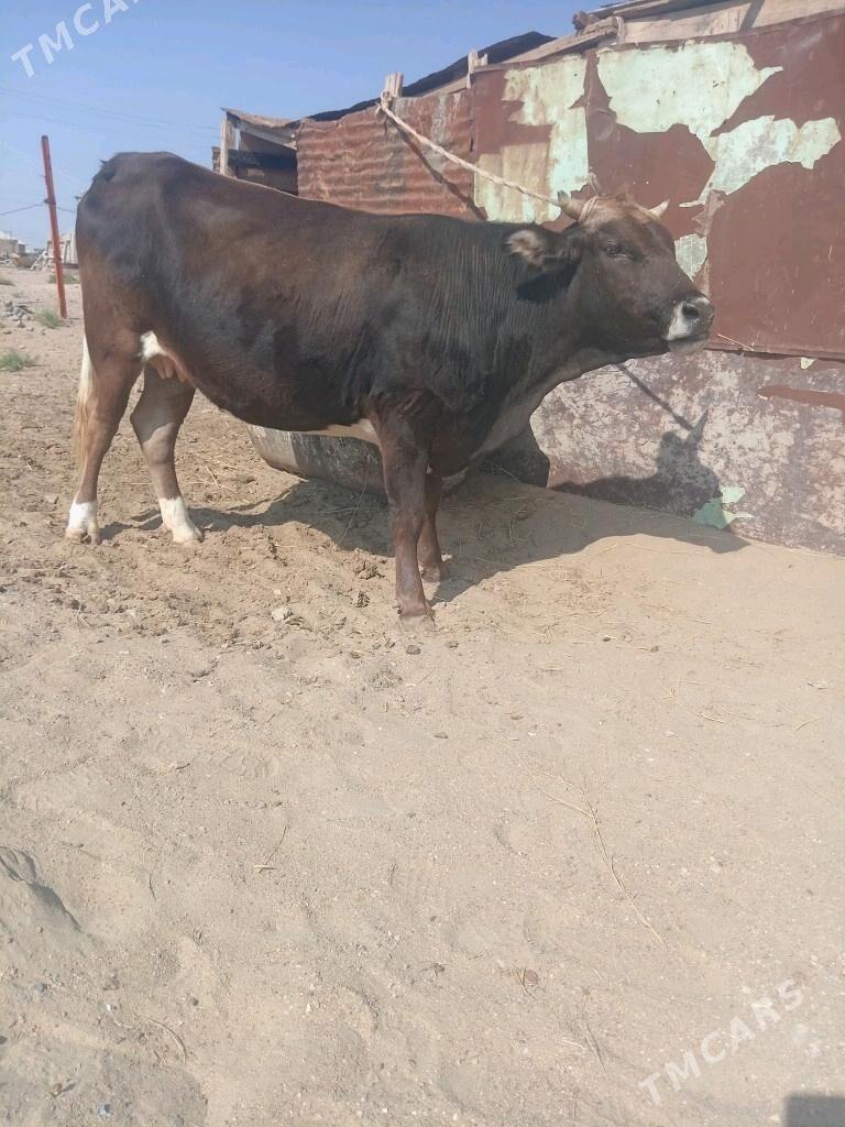 sygyr - Balkanabat - img 2