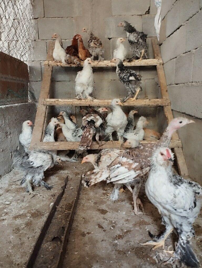 Balakly jüjeler - Bagyr - img 1