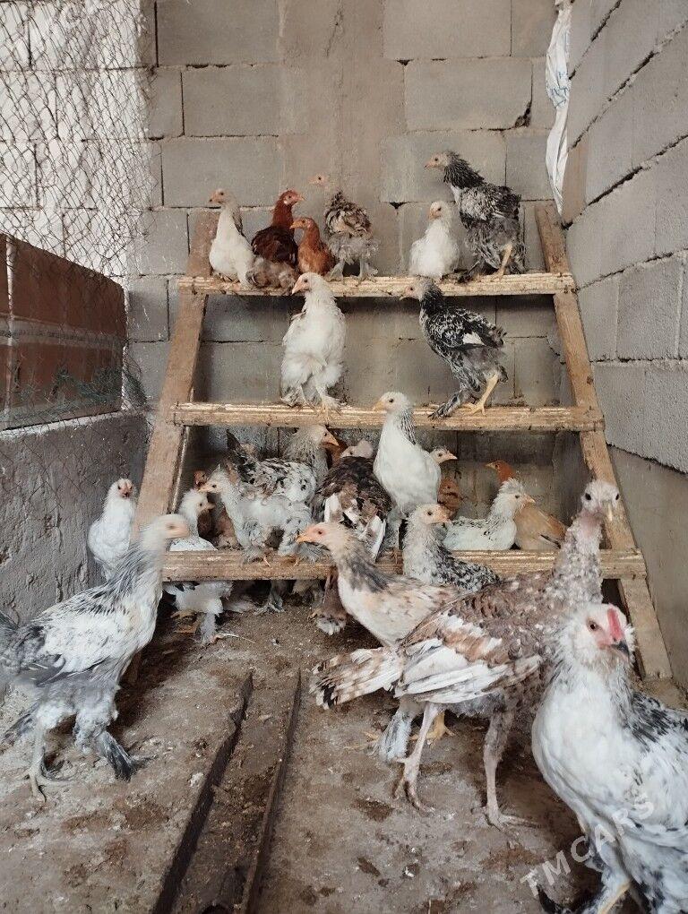 Balakly jüjeler - Bagyr - img 2