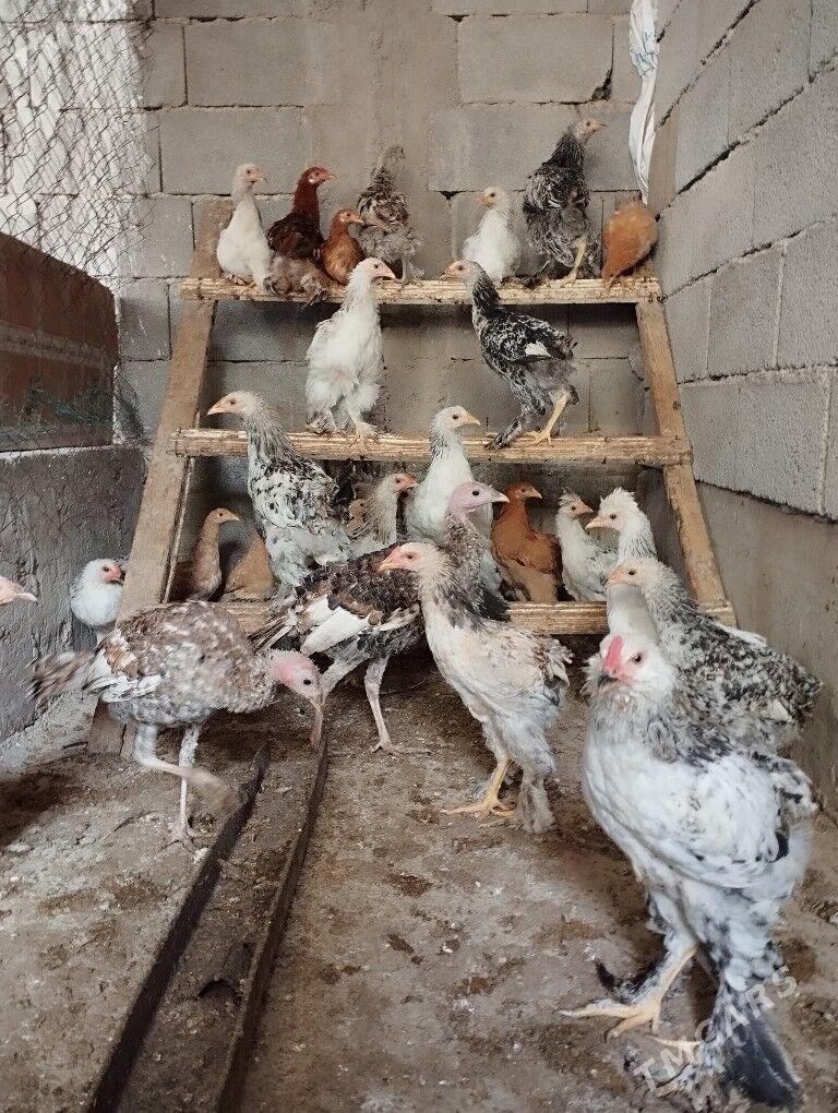 Balakly jüjeler - Bagyr - img 3