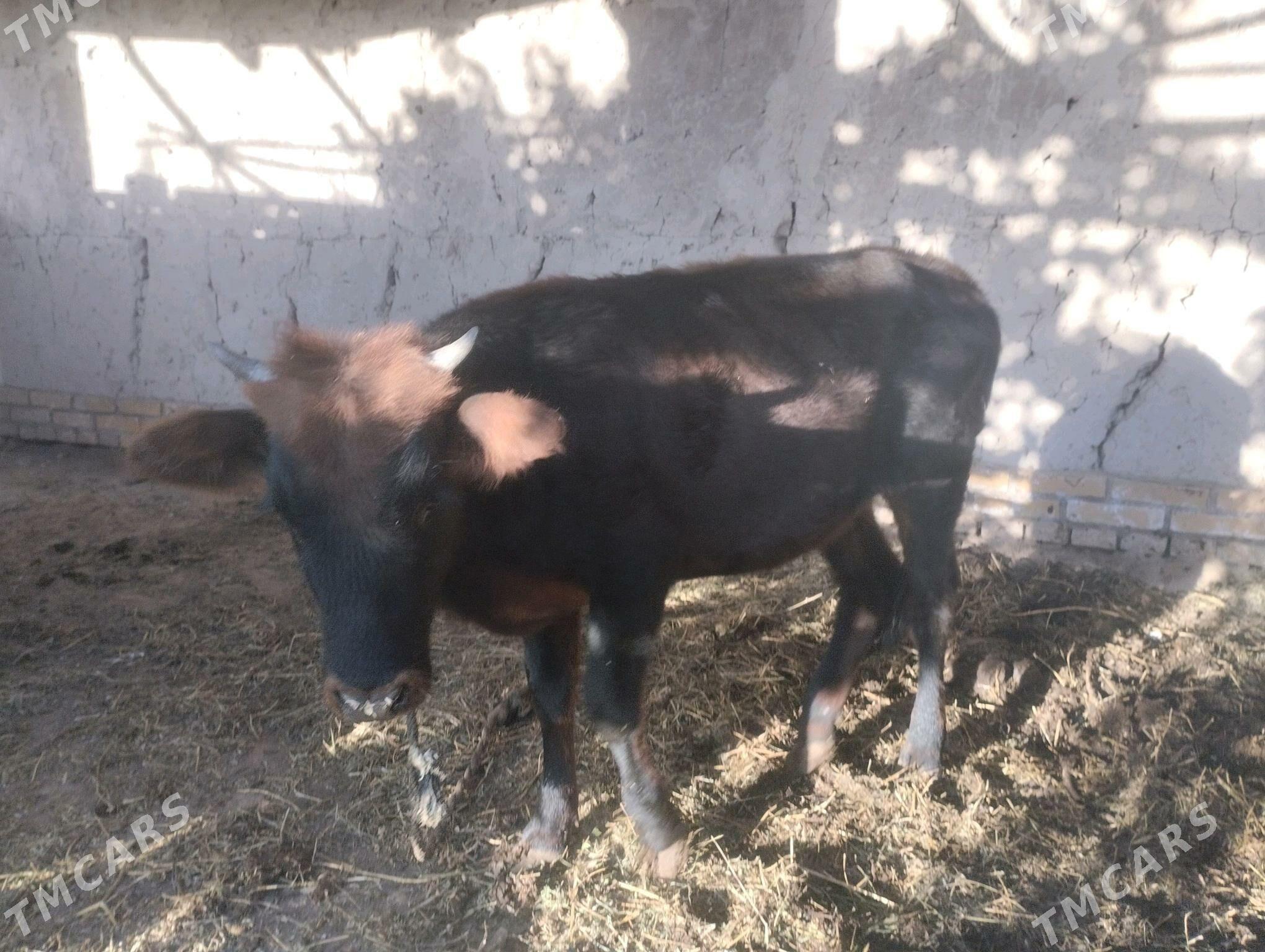 hojek - Халач - img 2