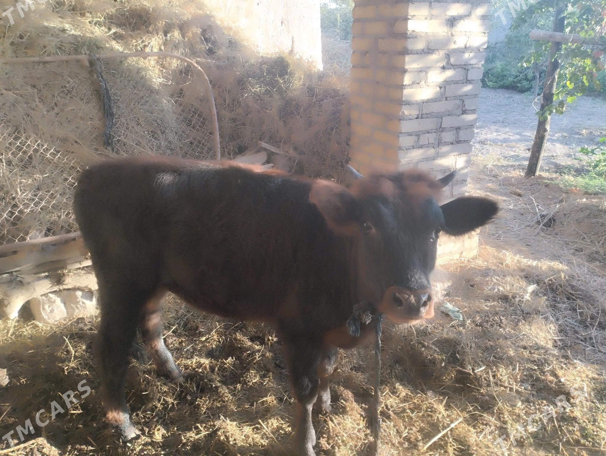 hojek - Халач - img 1