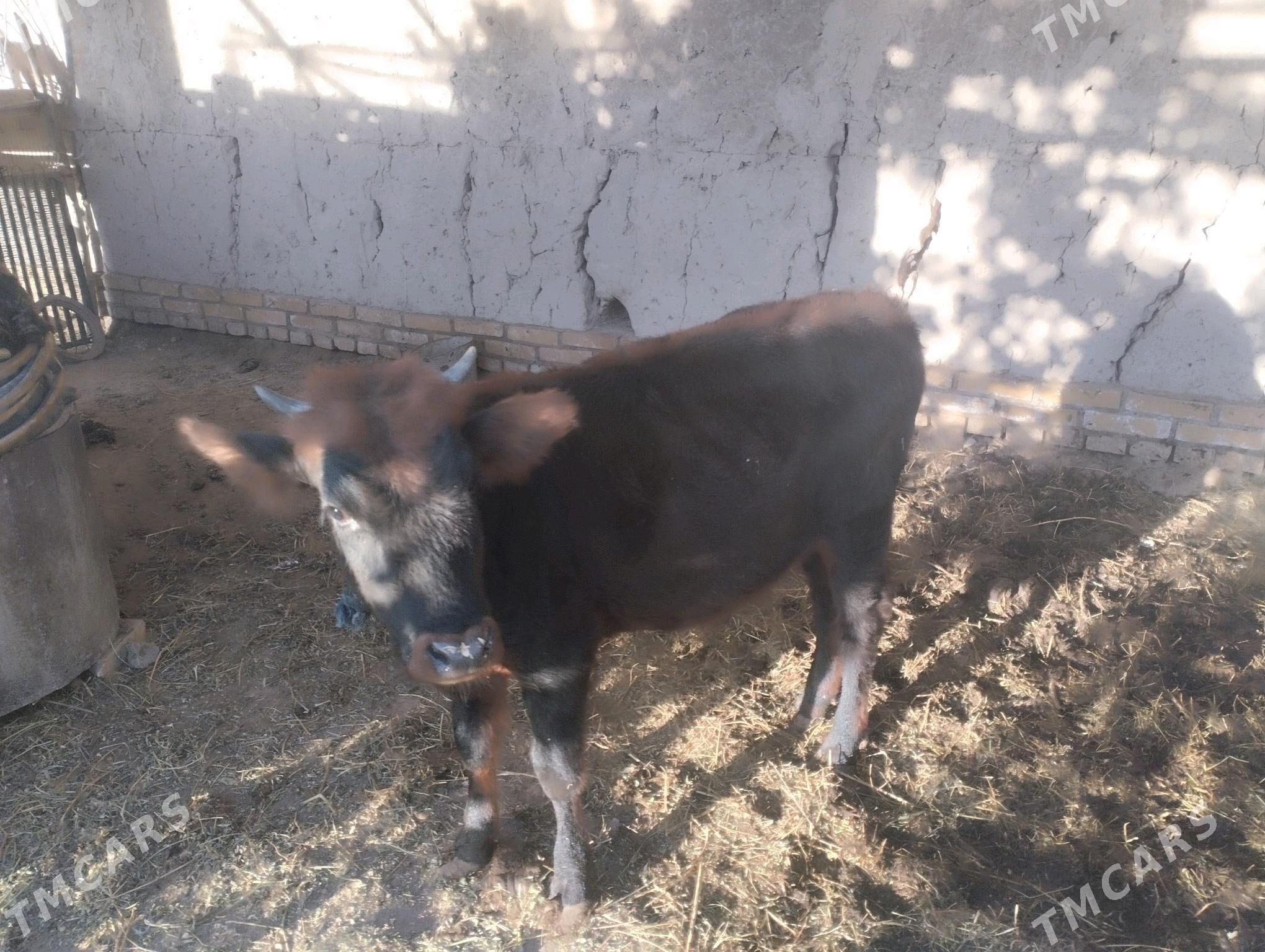 hojek - Халач - img 3