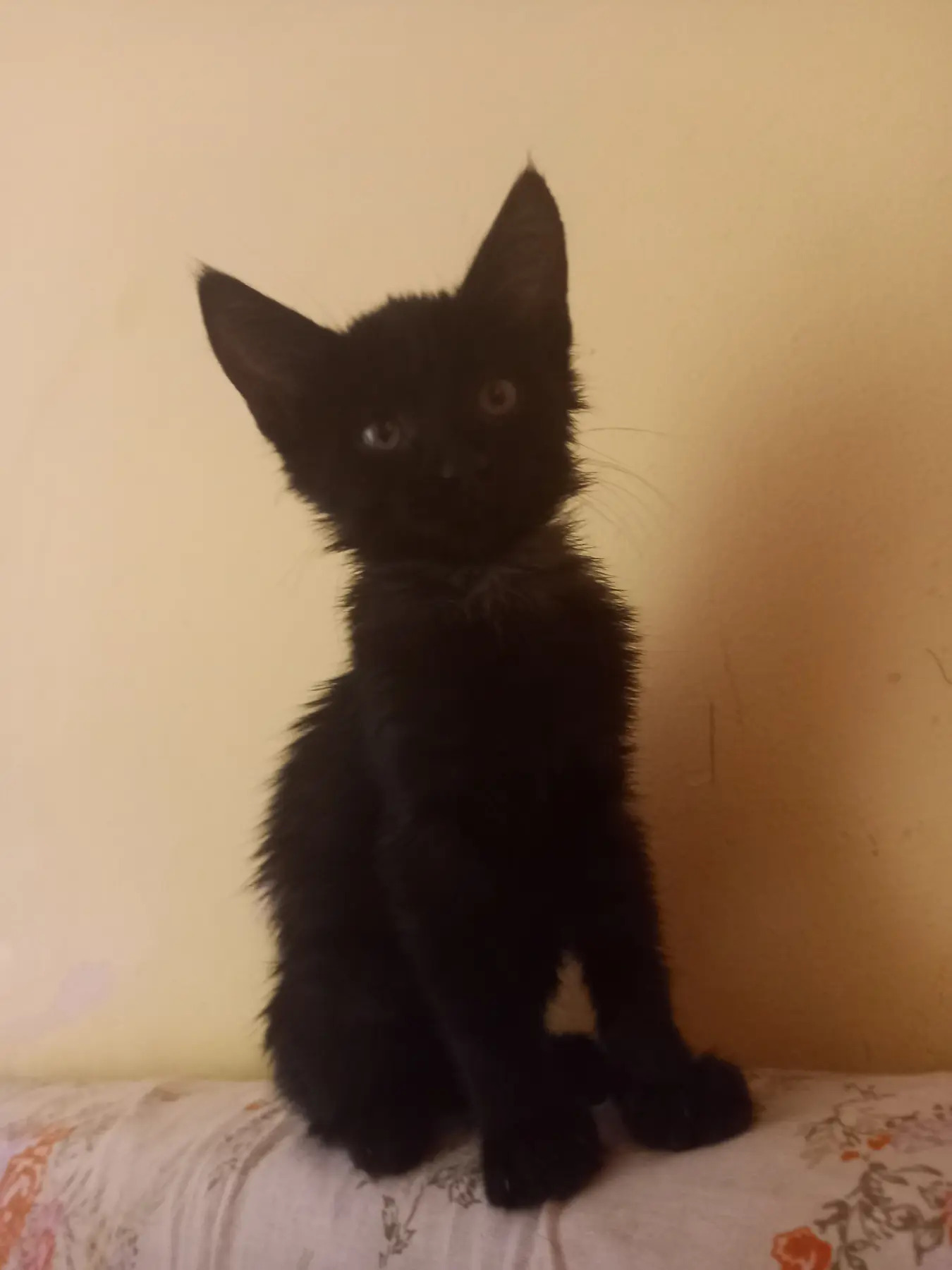 кошечка - Ашхабад - img 3