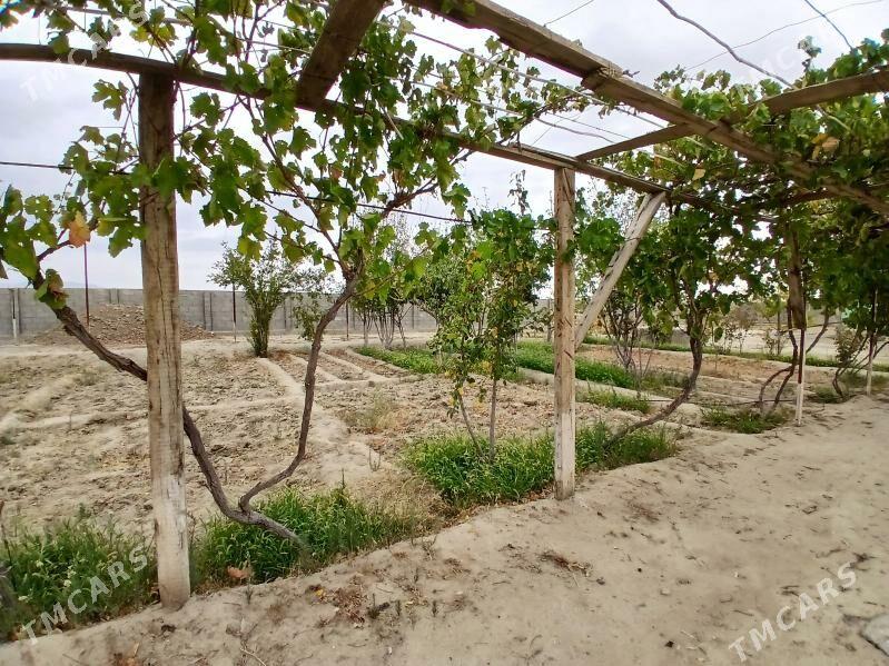 Satlyk jaý - Bäherden - img 5