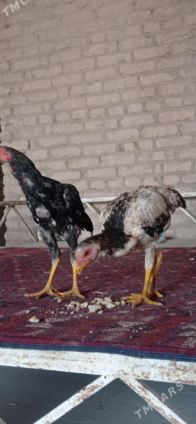 jüje bayso - Çärjew - img 1