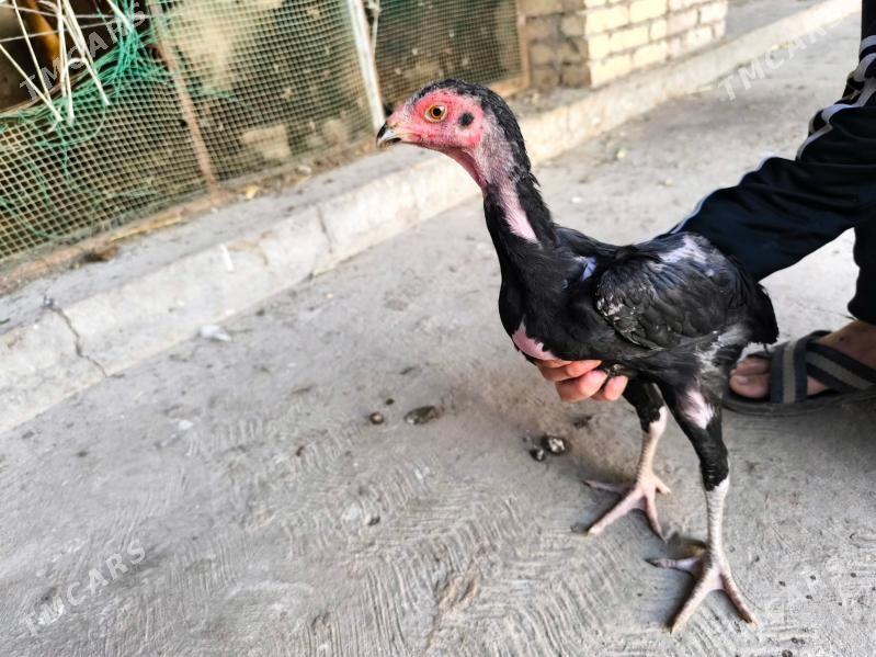 boysow juje - Туркменабат - img 4