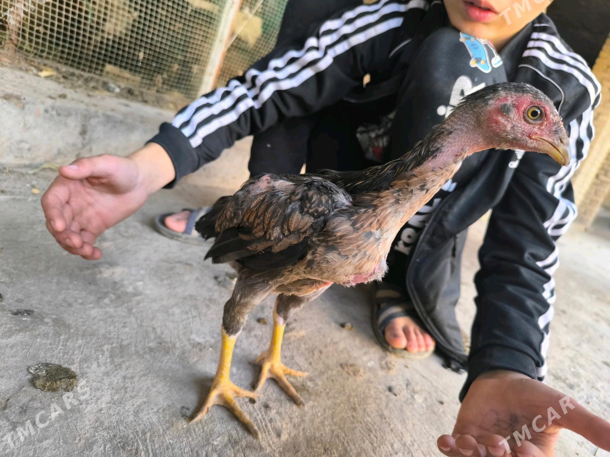 boysow juje - Туркменабат - img 5