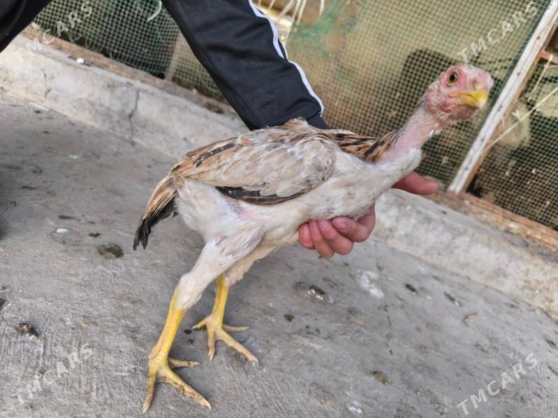 boysow juje - Туркменабат - img 3