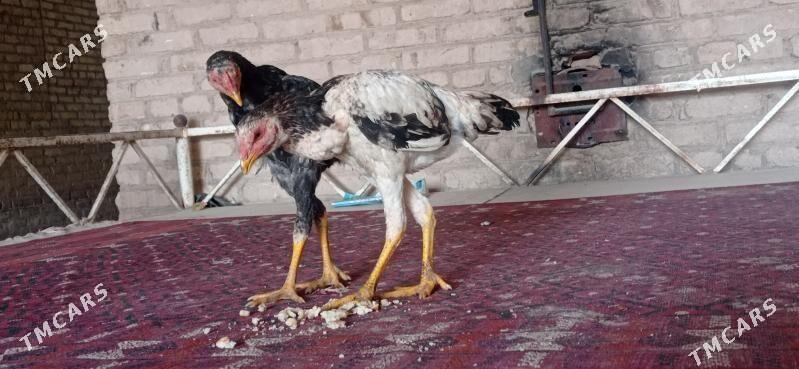 jüje bayso - Çärjew - img 2