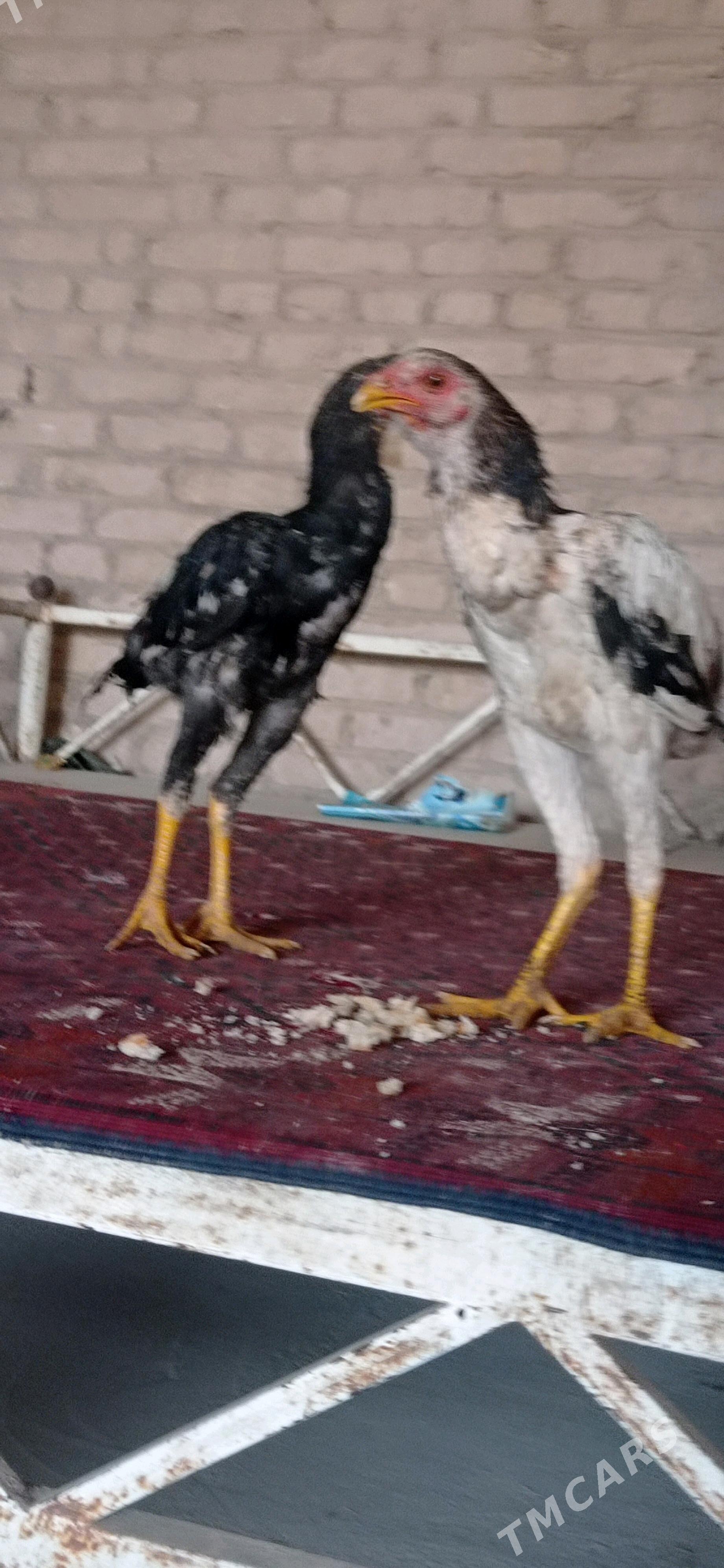 jüje bayso - Çärjew - img 3