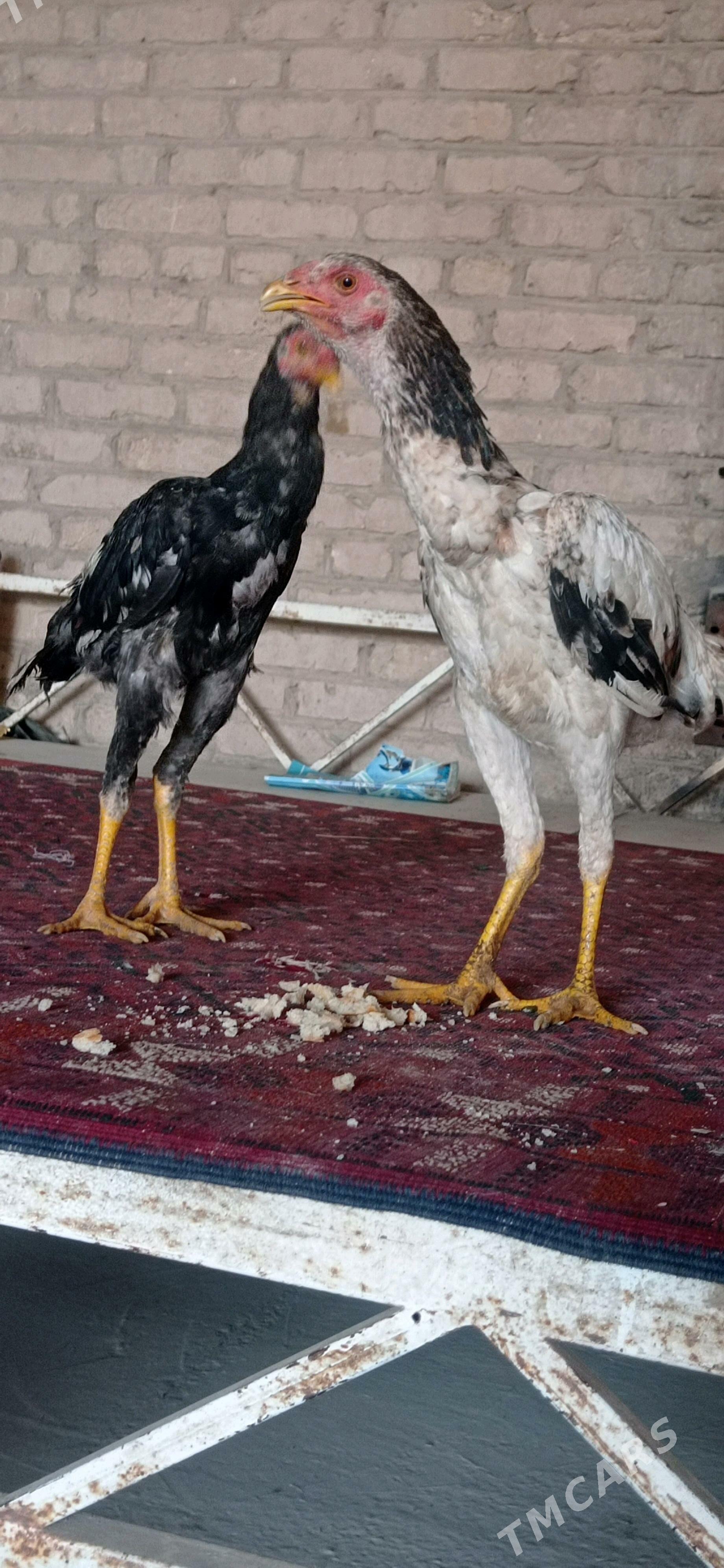 jüje bayso - Çärjew - img 4