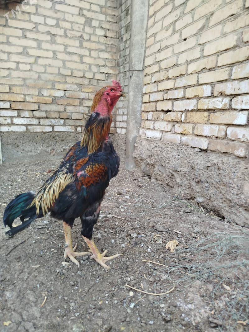 bayes - Çärjew - img 1