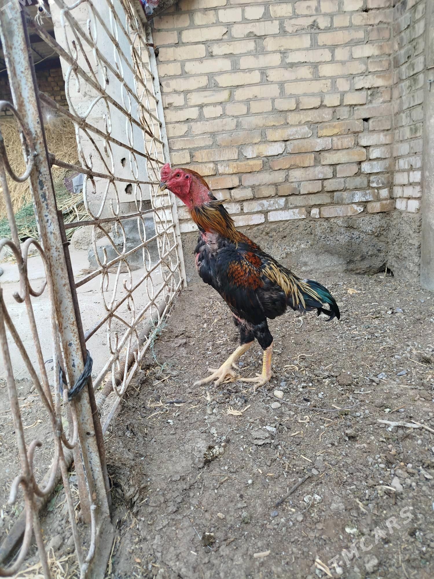 bayes - Çärjew - img 3