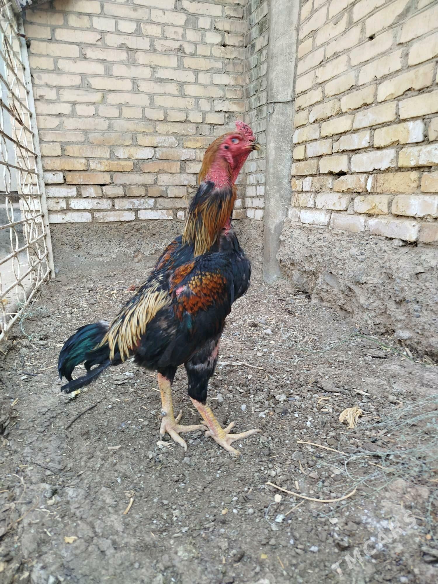 bayes - Çärjew - img 2