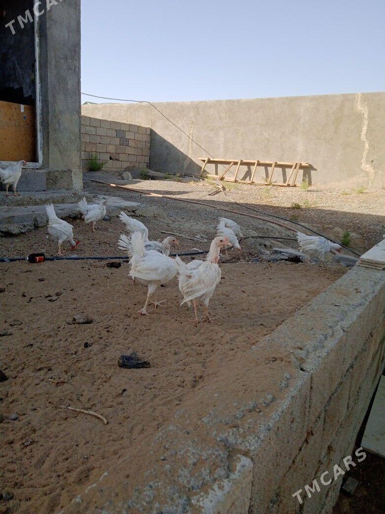 towuk 6 ay - Gökdepe - img 1