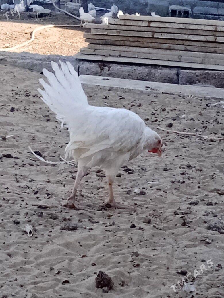 towuk 6 ay - Gökdepe - img 3