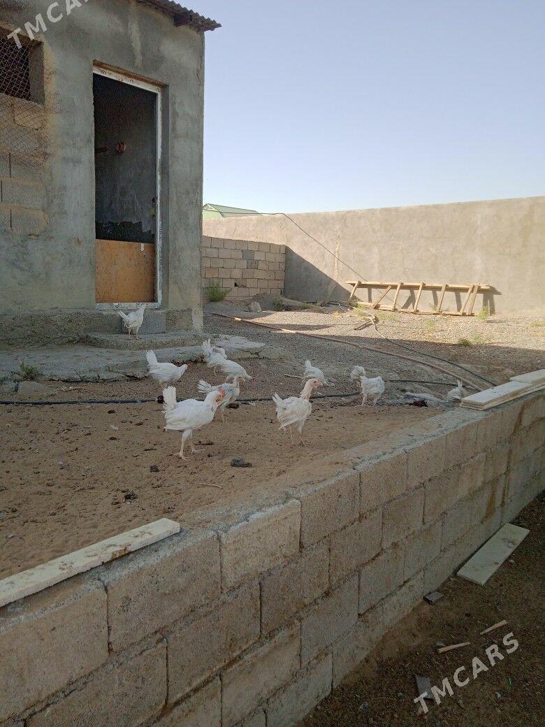 towuk 6 ay - Gökdepe - img 2