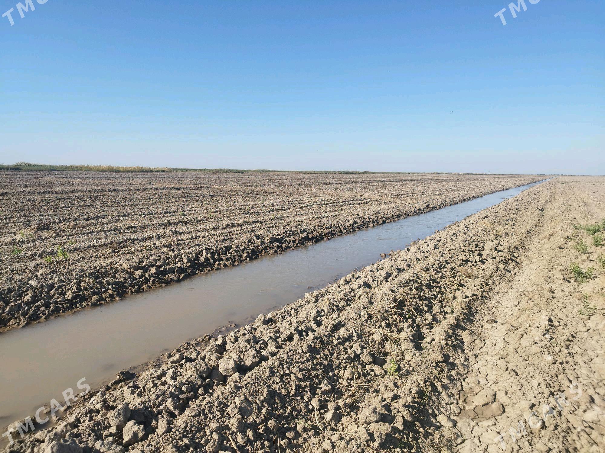 Işgär gerek - Tejen - img 5