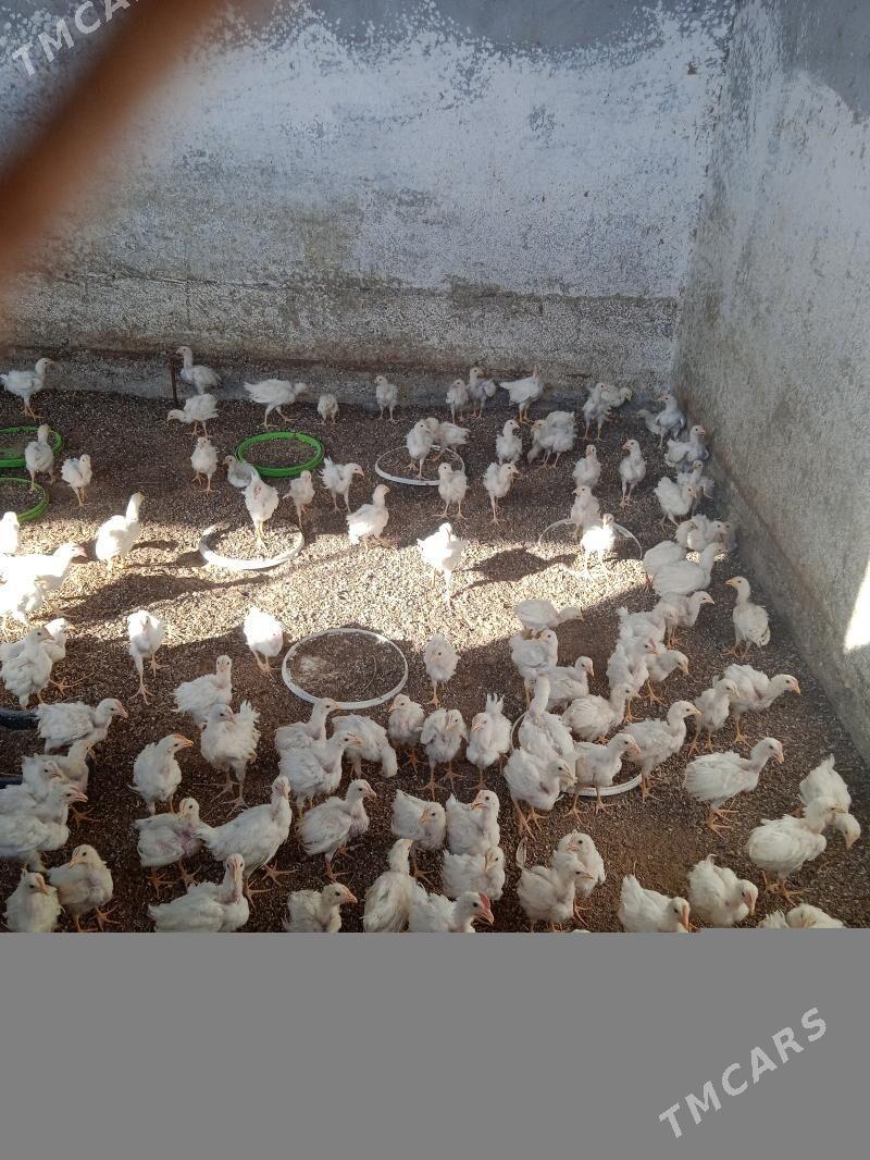 towuk 6 ay - Gökdepe - img 4