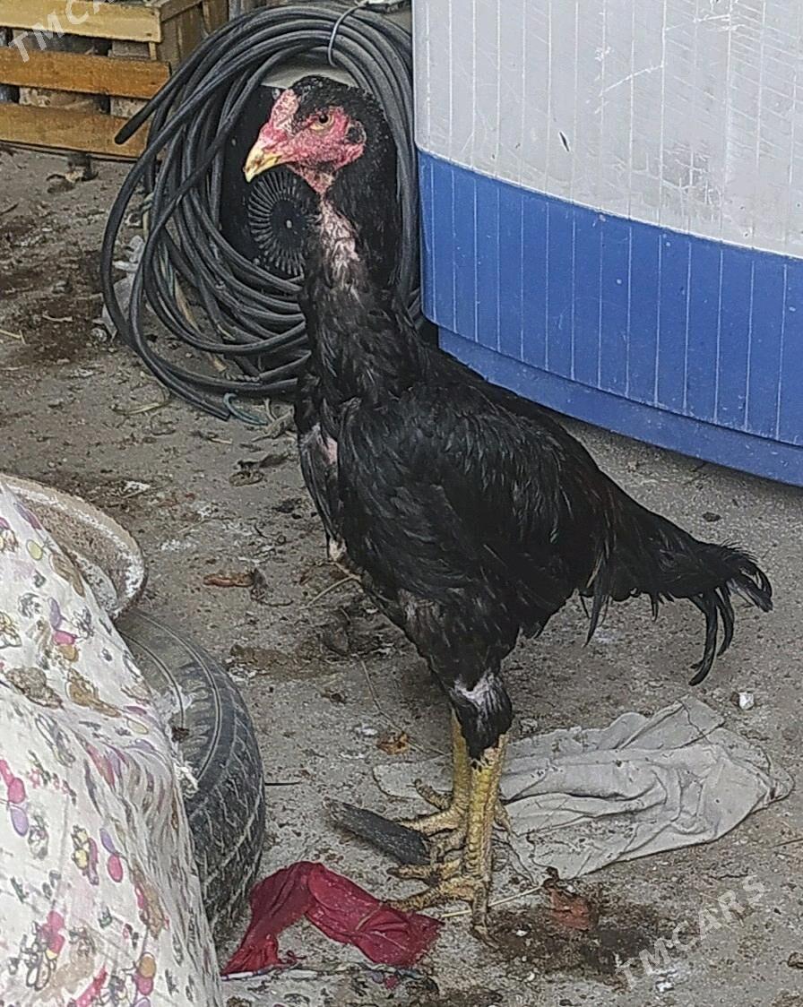 horaz - Мары - img 1