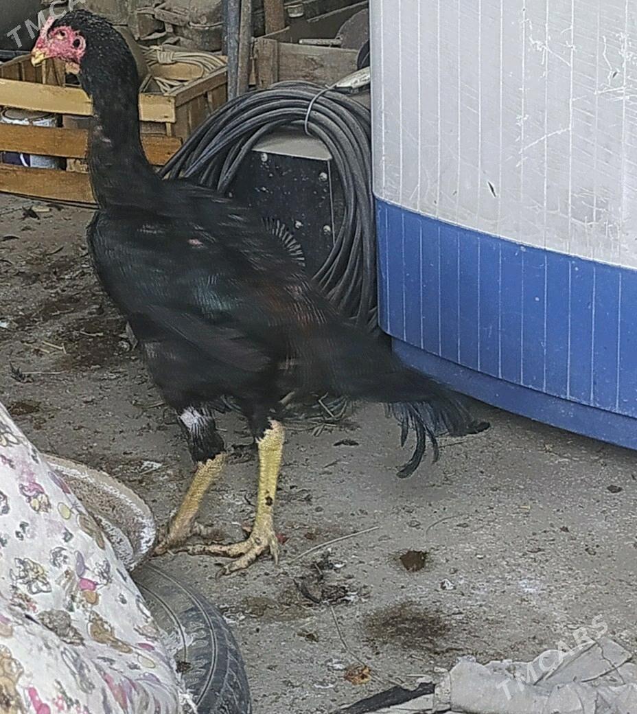  horaz - Мары - img 2