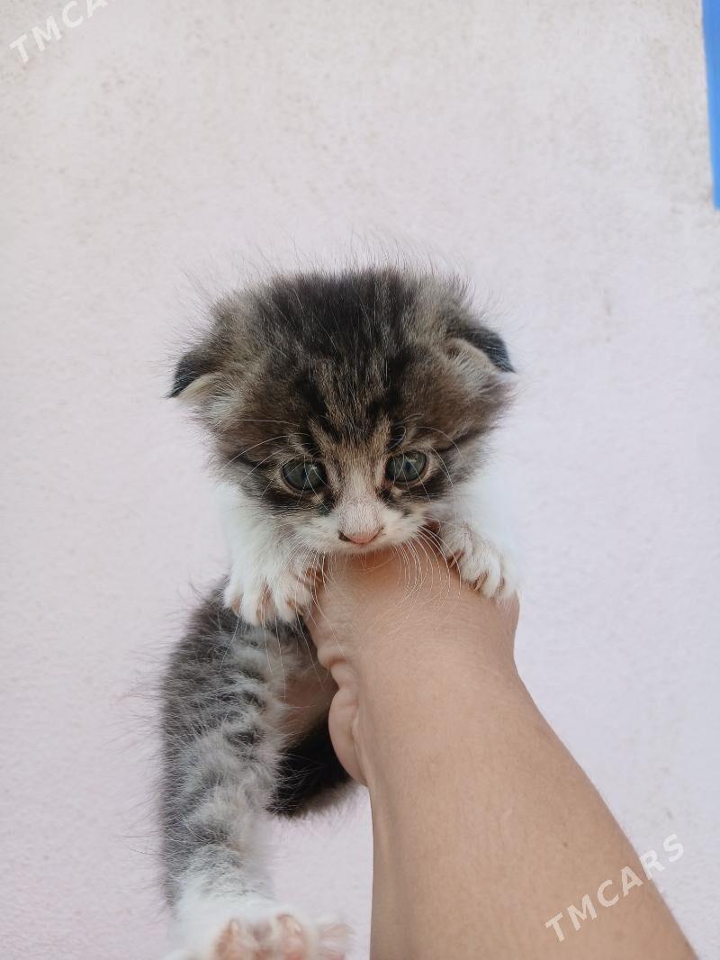 котёнок веслоухий - Туркменбаши - img 1