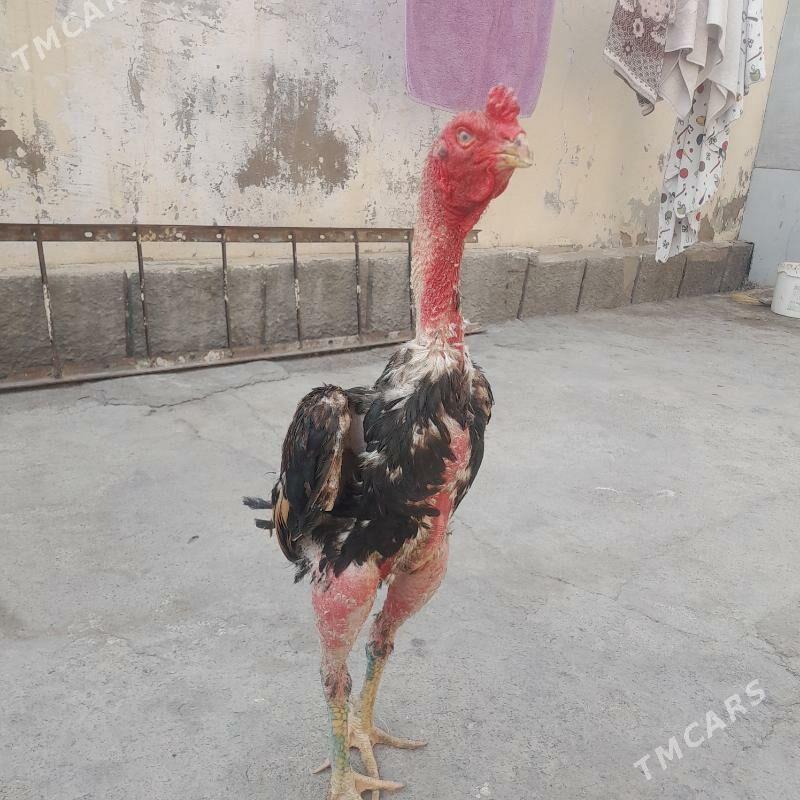 taskent horaz - Aşgabat - img 2