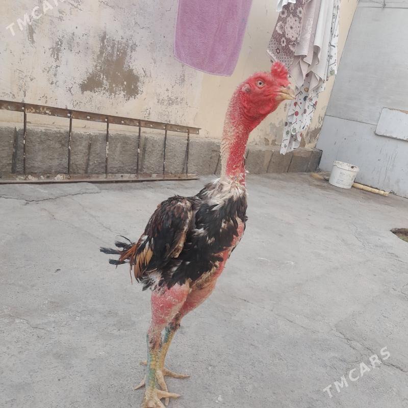 taskent horaz - Aşgabat - img 3