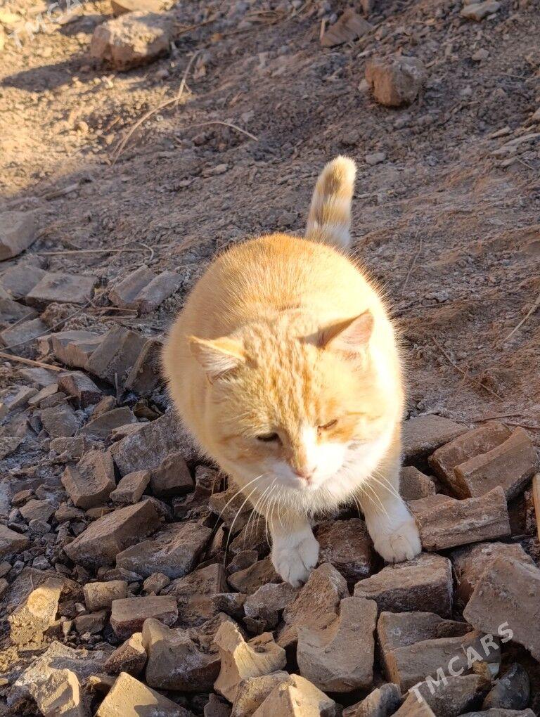 pişik - Tejen - img 3