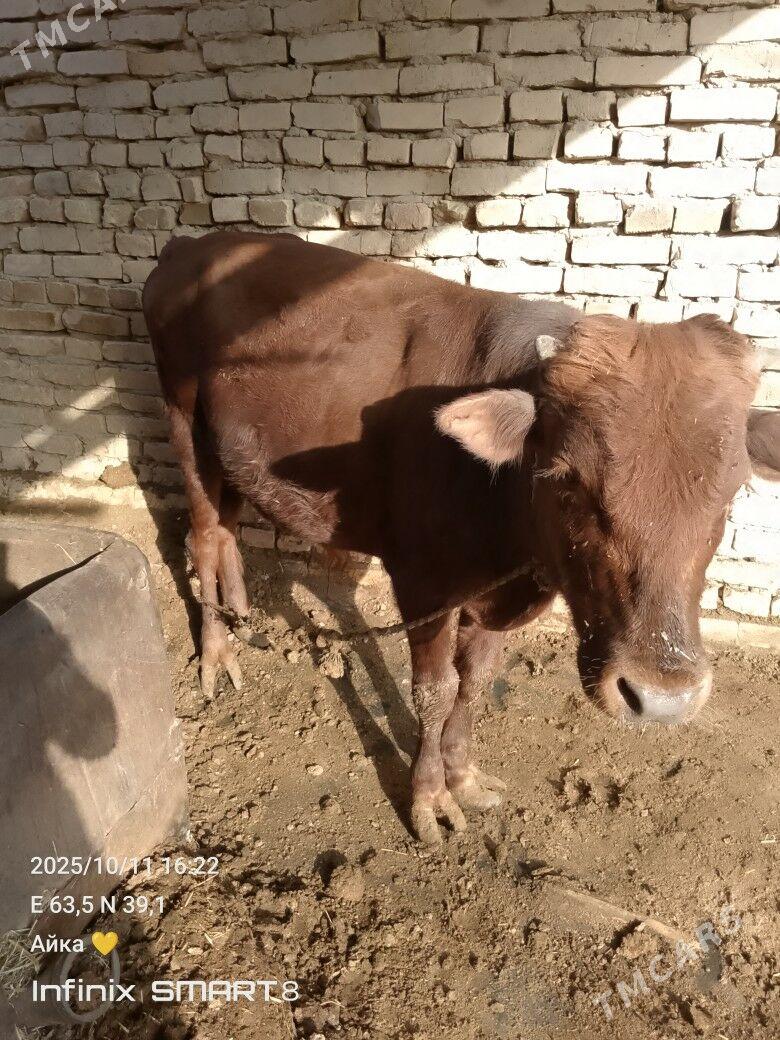 bir oku biyri unajyn - Туркменабат - img 3