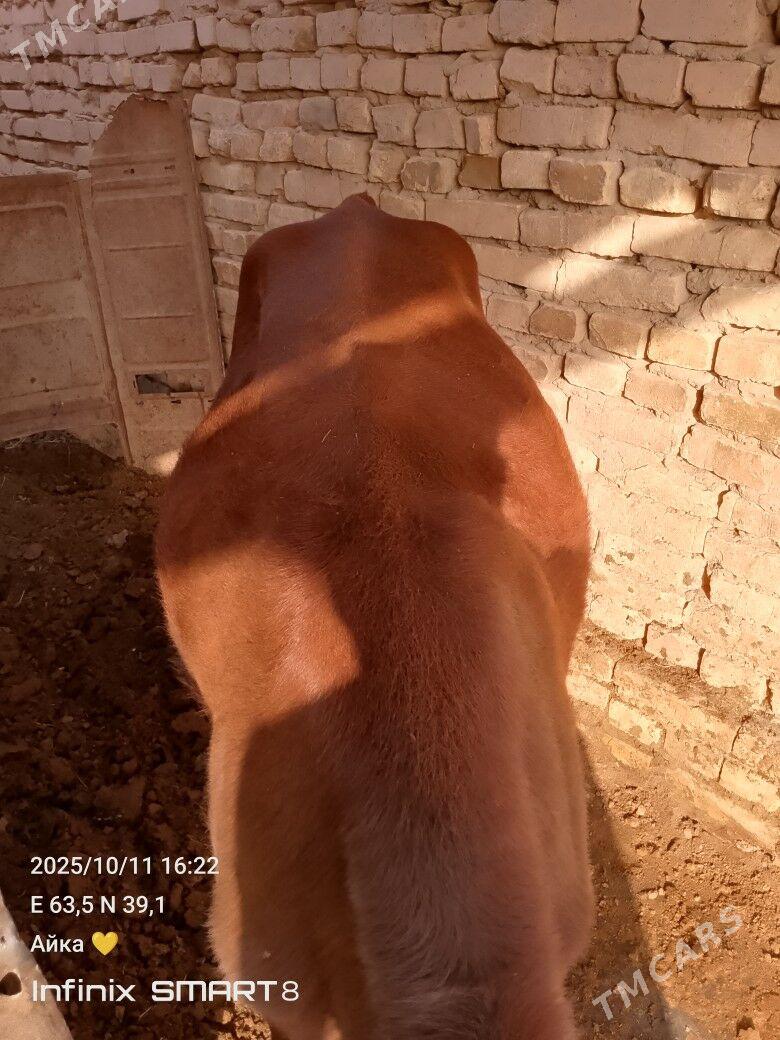 bir oku biyri unajyn - Туркменабат - img 2