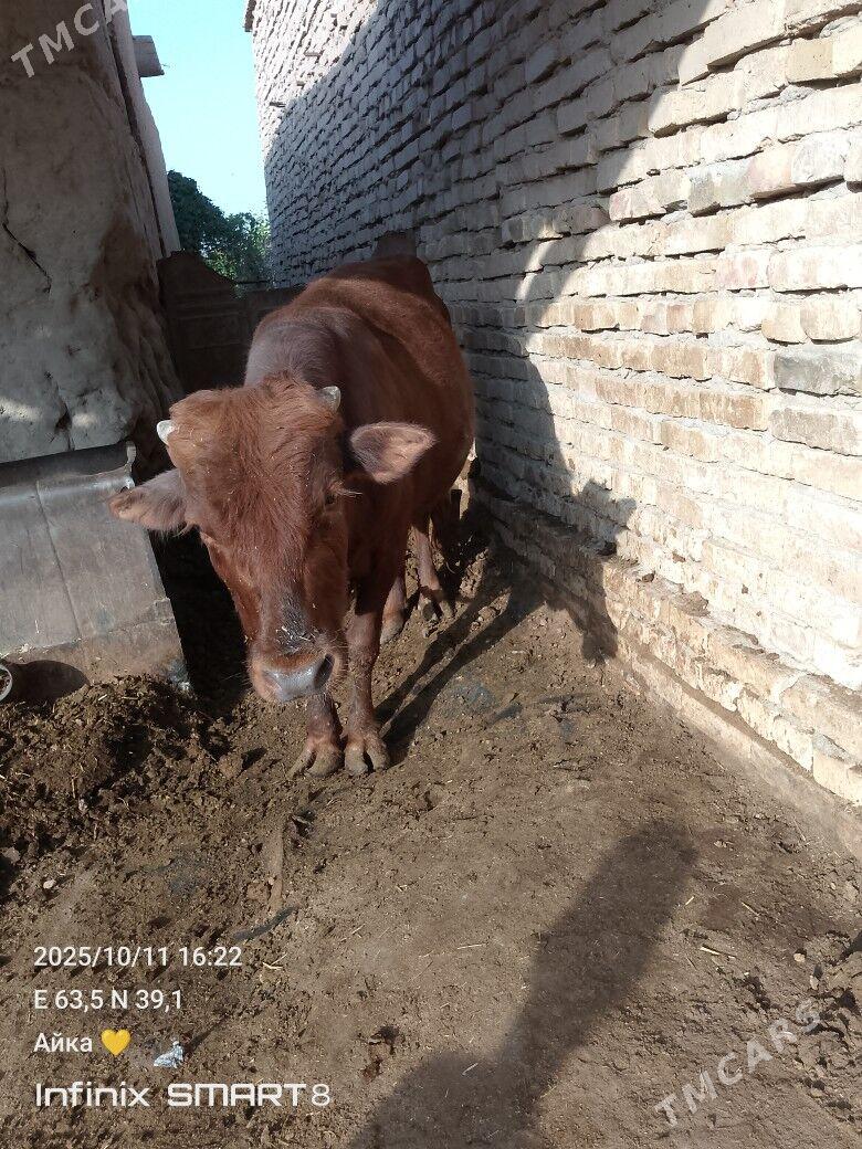 bir oku biyri unajyn - Туркменабат - img 7