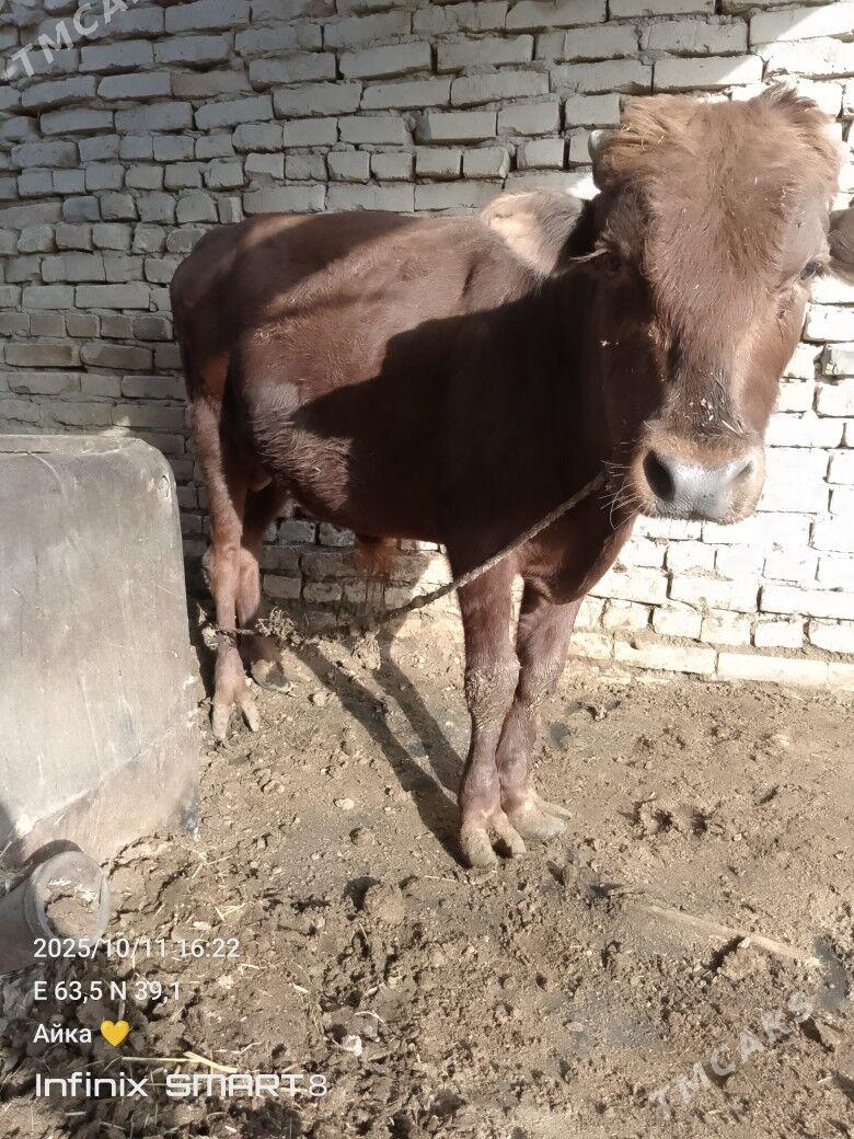 bir oku biyri unajyn - Туркменабат - img 6