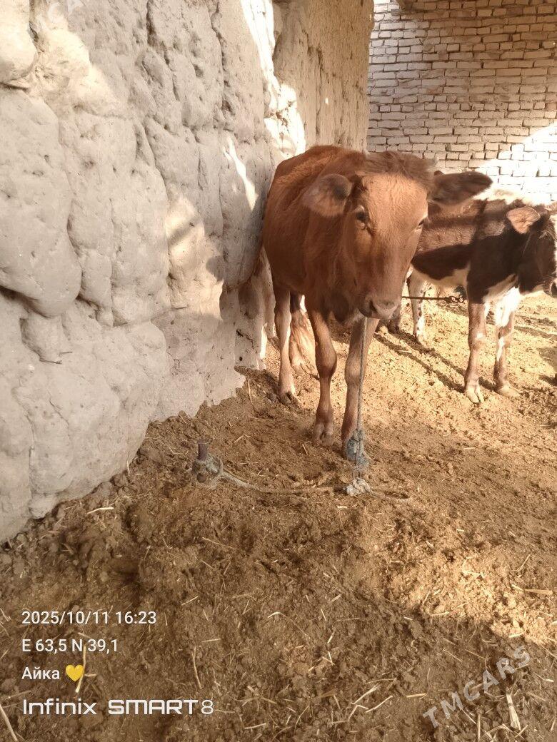 bir oku biyri unajyn - Туркменабат - img 5