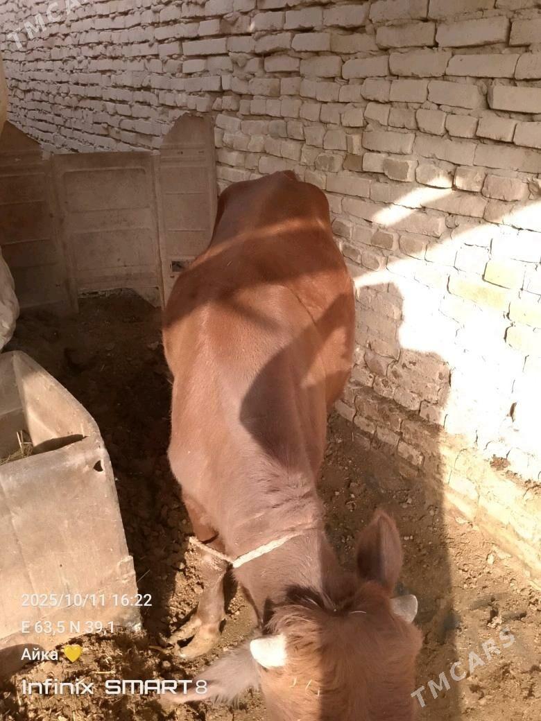 bir oku biyri unajyn - Туркменабат - img 8