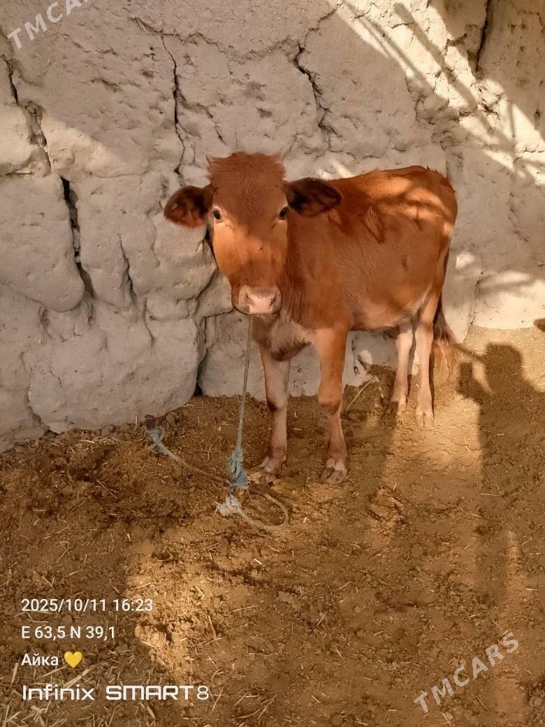 bir oku biyri unajyn - Туркменабат - img 9