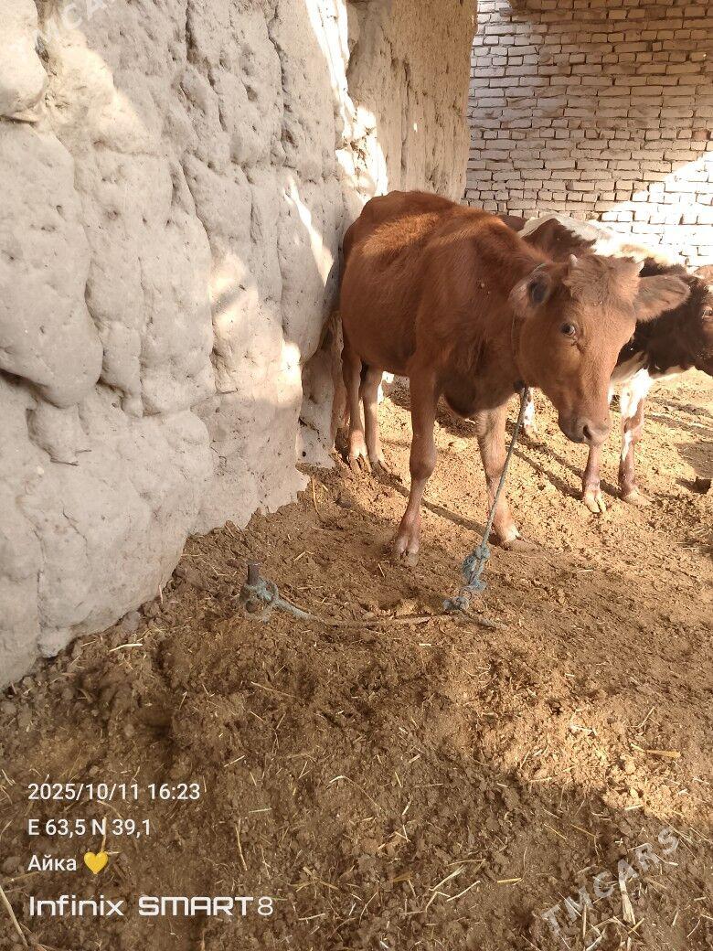 bir oku biyri unajyn - Туркменабат - img 4