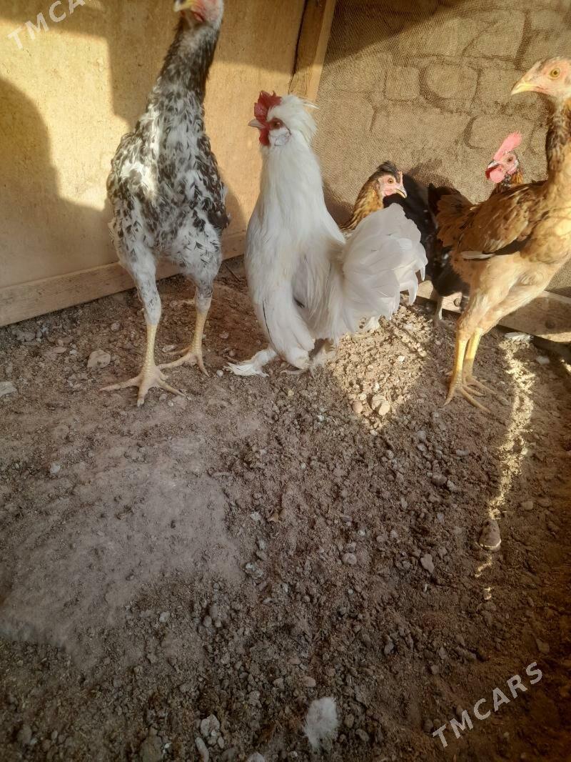 karlik - Фарап - img 4