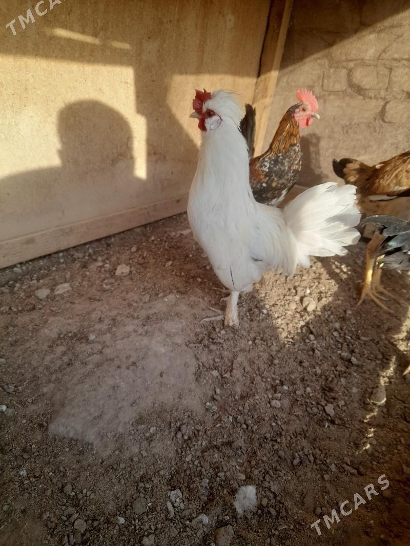 karlik - Фарап - img 1