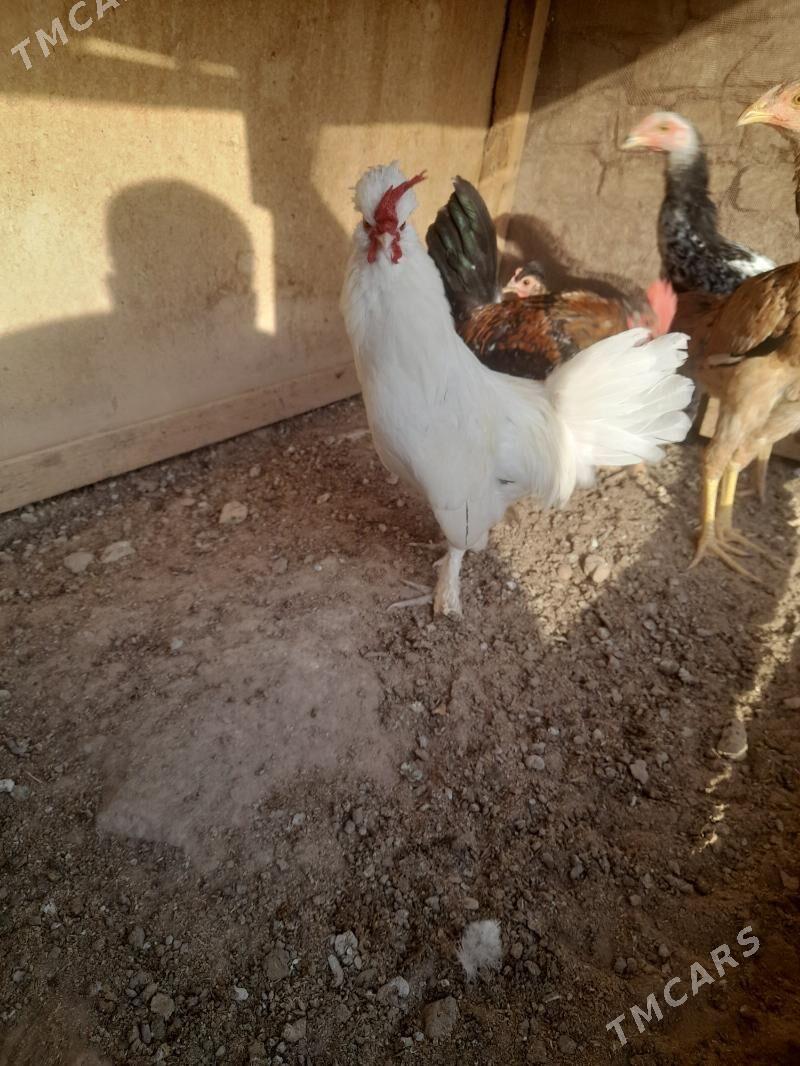 karlik - Фарап - img 2