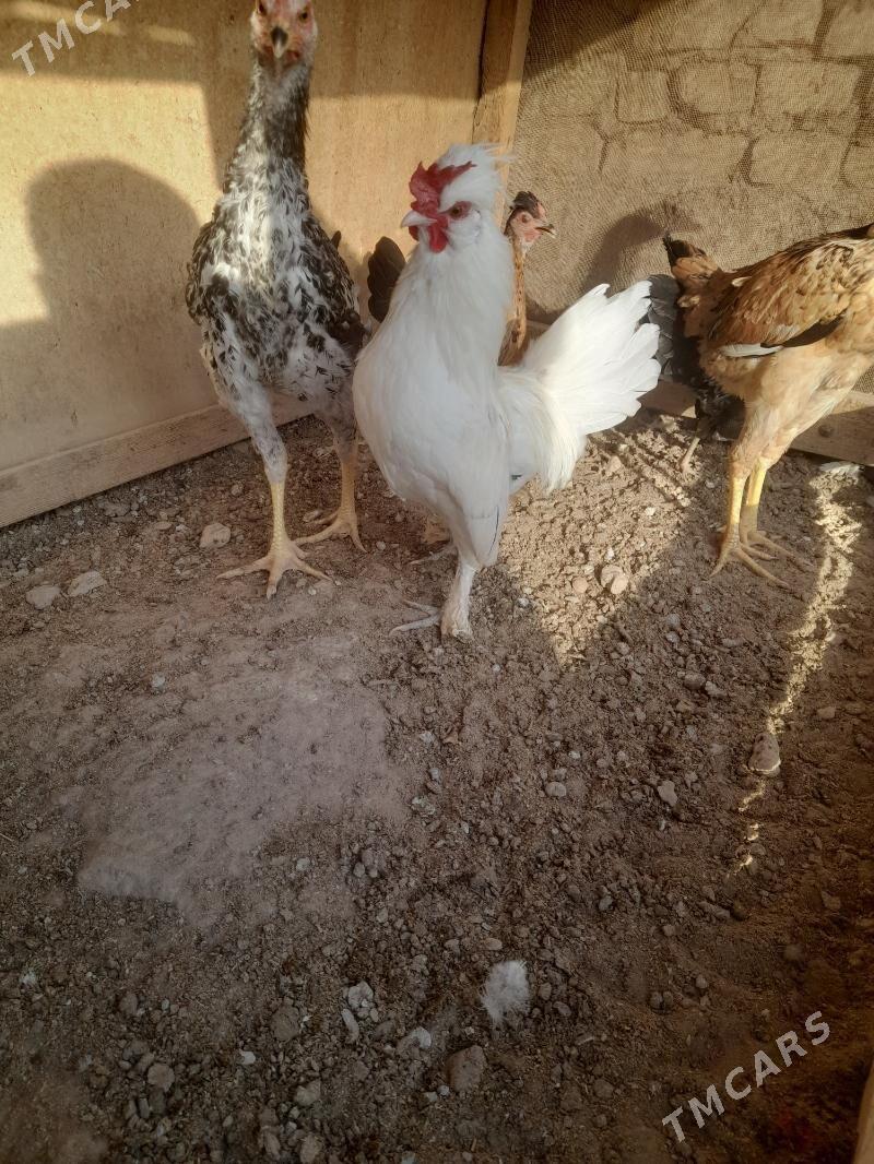 karlik - Фарап - img 3