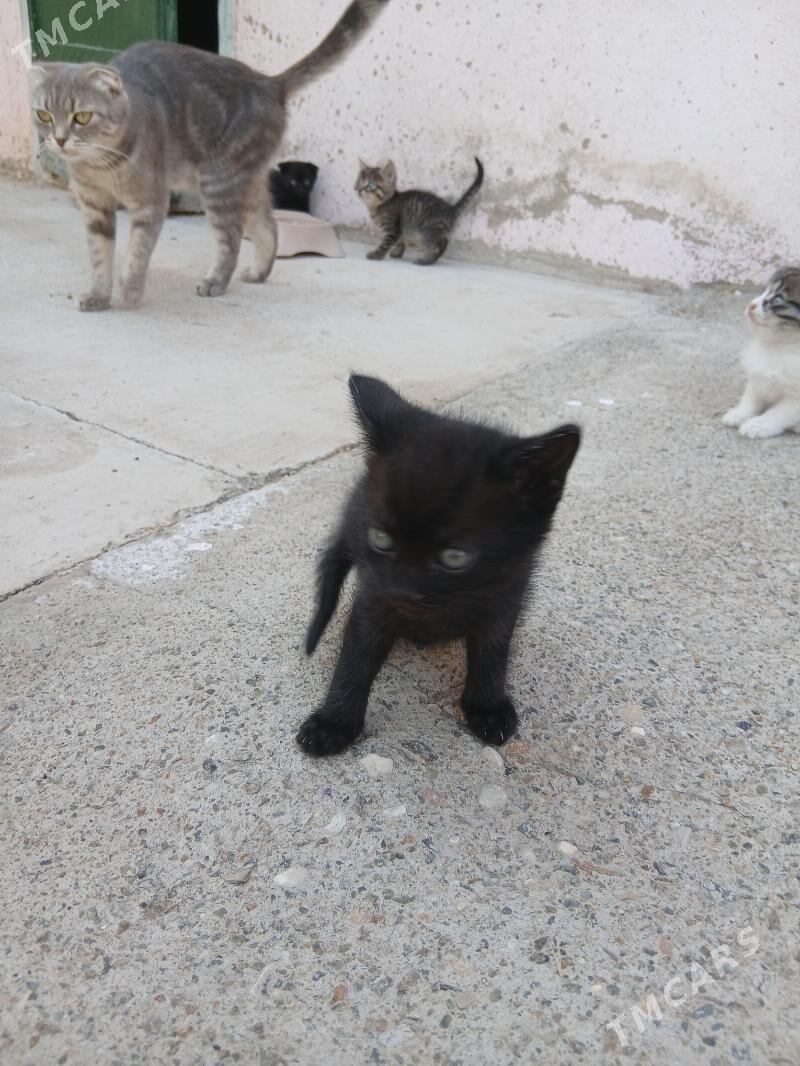 котёнок - Türkmenbaşy - img 3