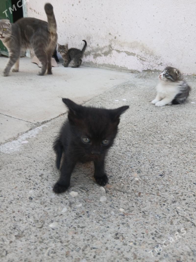 котёнок - Türkmenbaşy - img 1