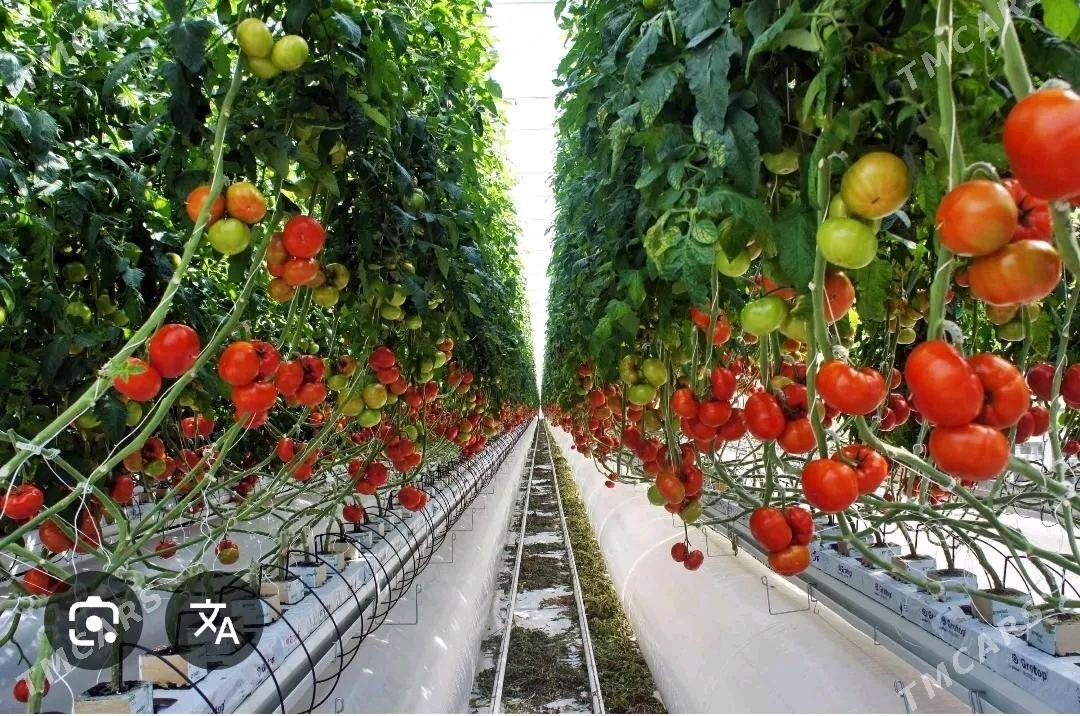 işçi - Ак-Бугдайский этрап - img 3