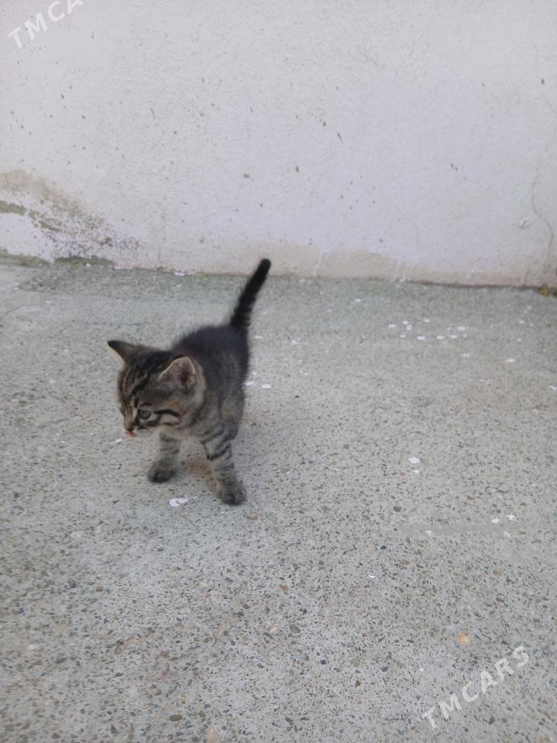 котёнок - Türkmenbaşy - img 2