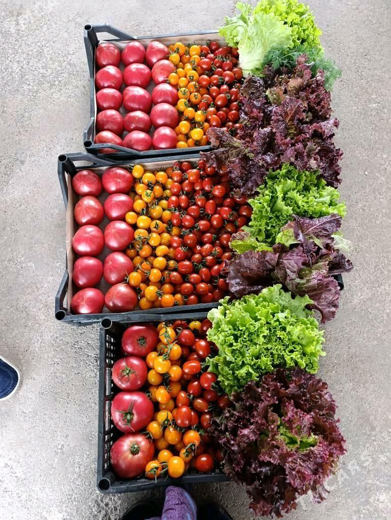 işçi - Ак-Бугдайский этрап - img 4