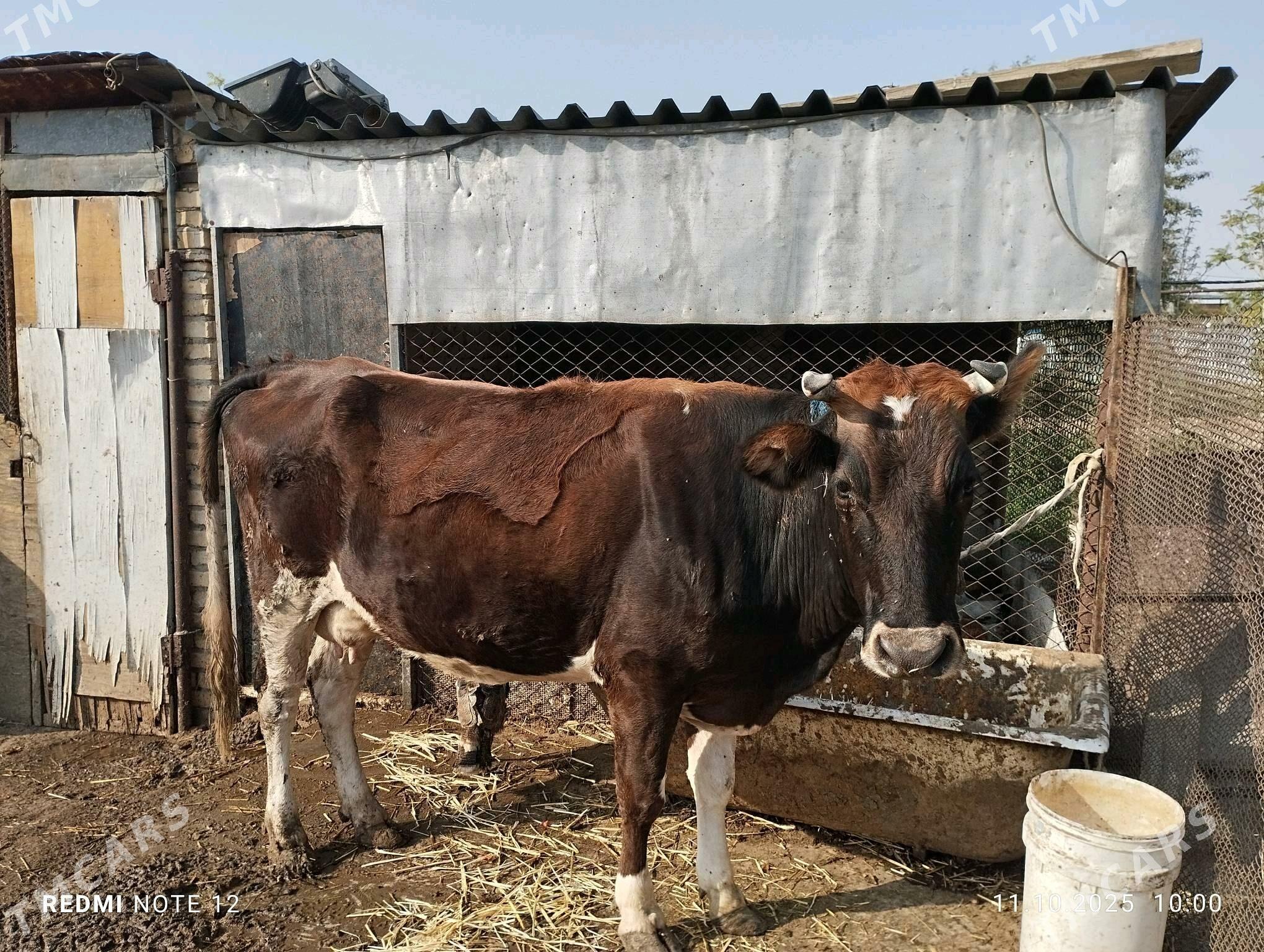 Сыгыр сагым , - Änew - img 1