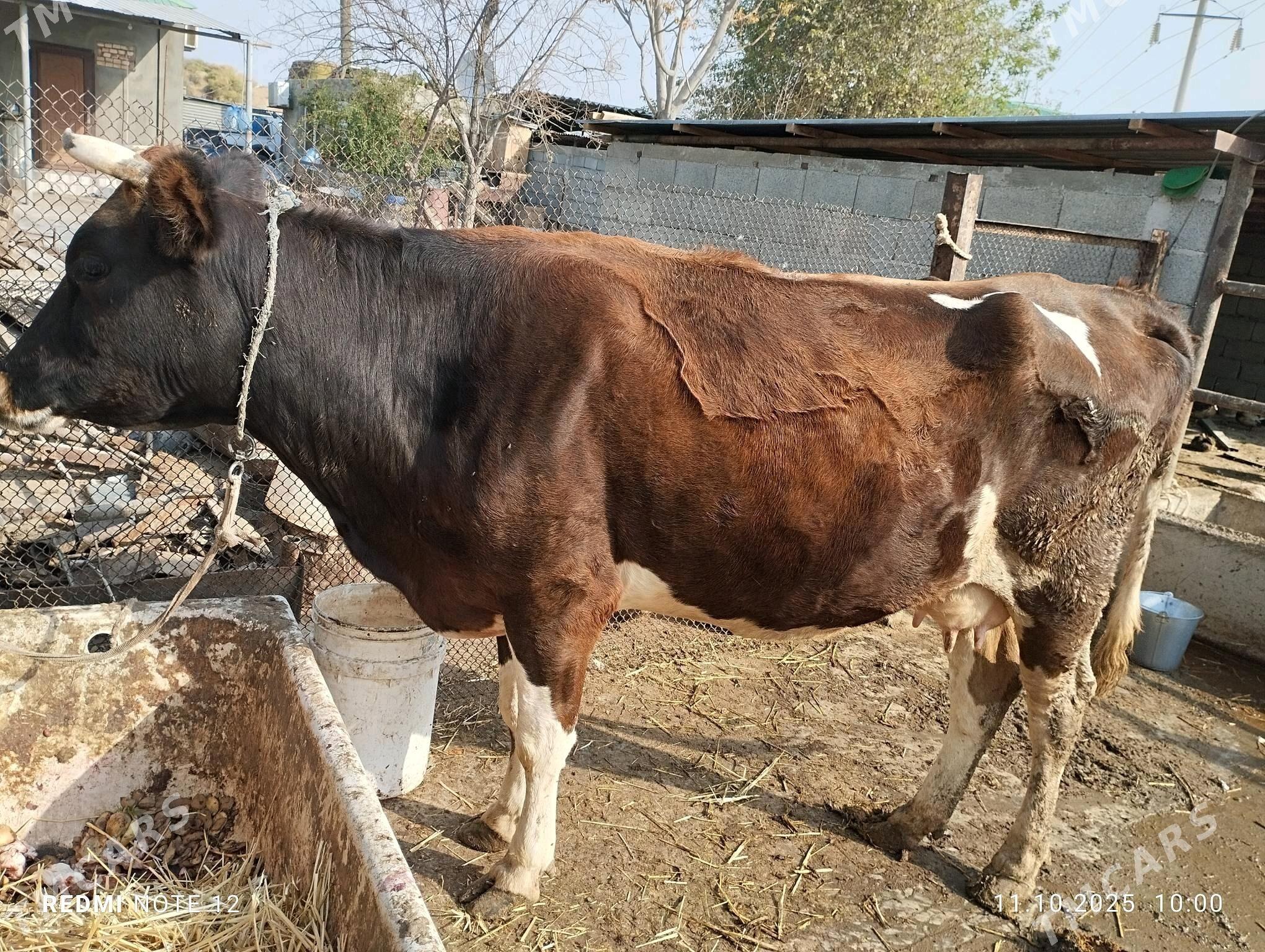 Сыгыр сагым , - Änew - img 2