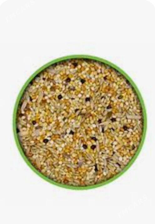 Gus imleri kunjuleri - Aşgabat - img 2